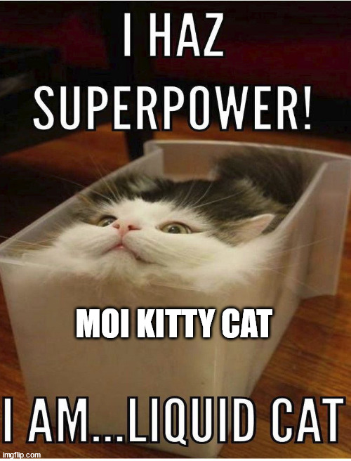MOI KITTY CAT | image tagged in blank white template | made w/ Imgflip meme maker