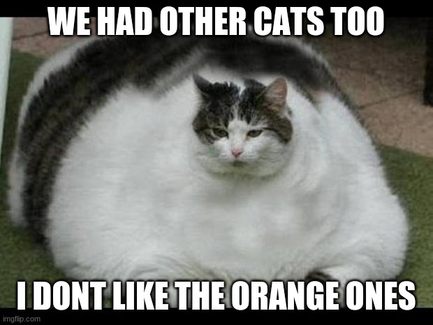 fat cat 2 | WE HAD OTHER CATS TOO; I DONT LIKE THE ORANGE ONES | image tagged in fat cat 2 | made w/ Imgflip meme maker