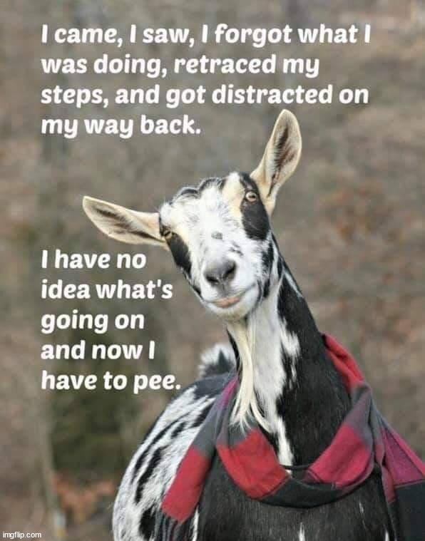 My Spirit Animal Imgflip