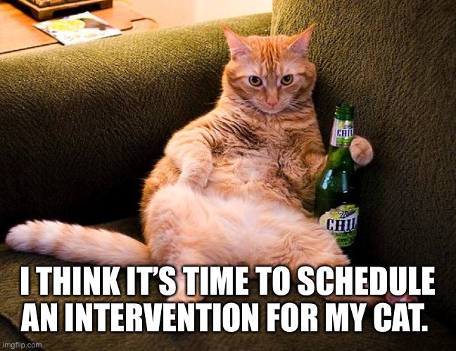 Fat cat | I THINK IT’S TIME TO SCHEDULE AN INTERVENTION FOR MY CAT. | image tagged in cats | made w/ Imgflip meme maker