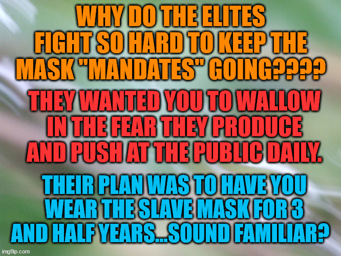 Green Blank background | WHY DO THE ELITES FIGHT SO HARD TO KEEP THE MASK "MANDATES" GOING???? THEY WANTED YOU TO WALLOW IN THE FEAR THEY PRODUCE AND PUSH AT THE PUBLIC DAILY. THEIR PLAN WAS TO HAVE YOU WEAR THE SLAVE MASK FOR 3 AND HALF YEARS...SOUND FAMILIAR? | image tagged in green blank background | made w/ Imgflip meme maker