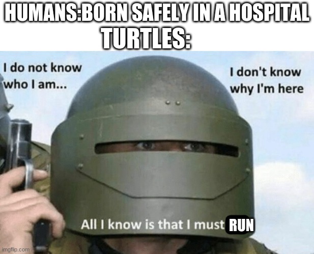E | TURTLES:; HUMANS:BORN SAFELY IN A HOSPITAL; RUN | image tagged in i don't know who i am i don't know why i'm here why i'm here | made w/ Imgflip meme maker