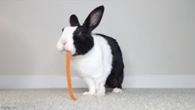 moooooooooooooooooooo this is a dog | image tagged in mooo | made w/ Imgflip meme maker