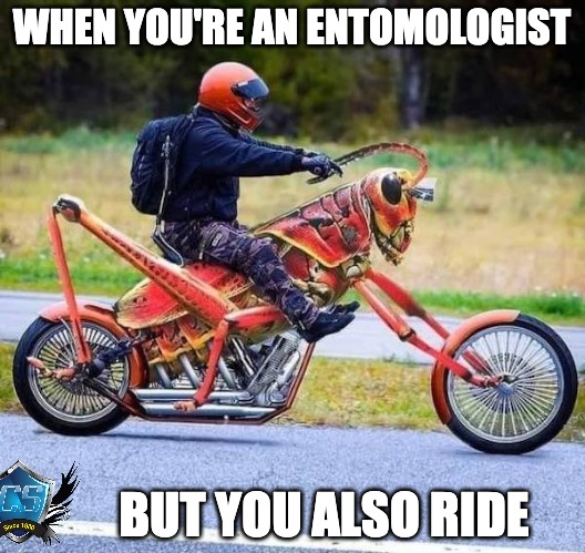 Motorcycle Grasshopper | WHEN YOU'RE AN ENTOMOLOGIST; BUT YOU ALSO RIDE | image tagged in motorcycle,motorbike,motorcycles | made w/ Imgflip meme maker