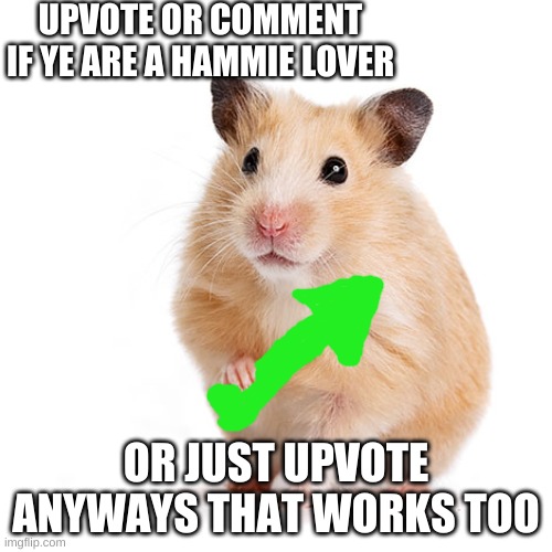upvote begging hamster | UPVOTE OR COMMENT IF YE ARE A HAMMIE LOVER; OR JUST UPVOTE ANYWAYS THAT WORKS TOO | image tagged in hamster | made w/ Imgflip meme maker