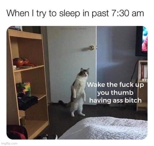 Cat | image tagged in funny memes | made w/ Imgflip meme maker