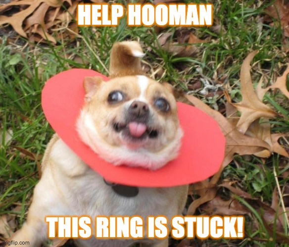 hehehe | HELP HOOMAN; THIS RING IS STUCK! | made w/ Imgflip meme maker