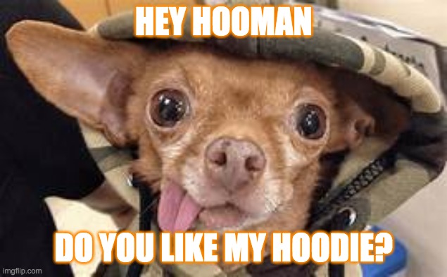 Dog | HEY HOOMAN; DO YOU LIKE MY HOODIE? | made w/ Imgflip meme maker