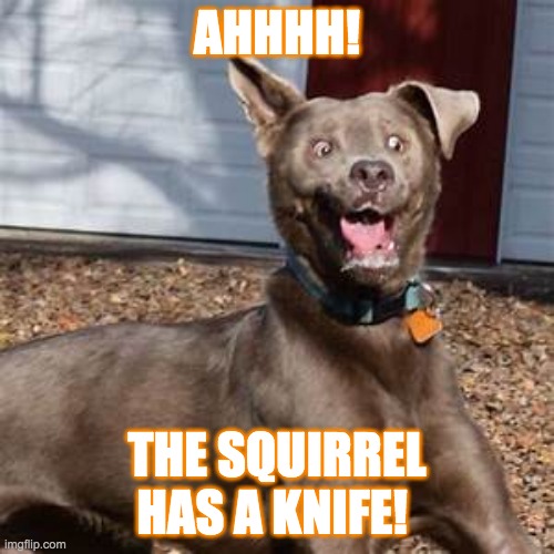 oh no no no nononnonononon oooo | AHHHH! THE SQUIRREL HAS A KNIFE! | made w/ Imgflip meme maker