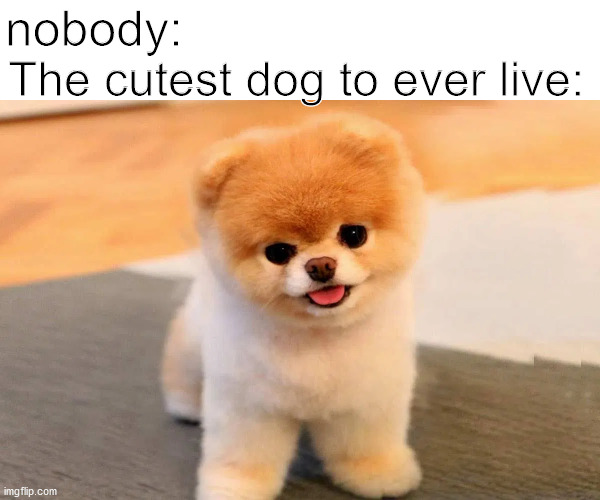 He almost doesn't look read | nobody:; The cutest dog to ever live: | image tagged in cute dog | made w/ Imgflip meme maker