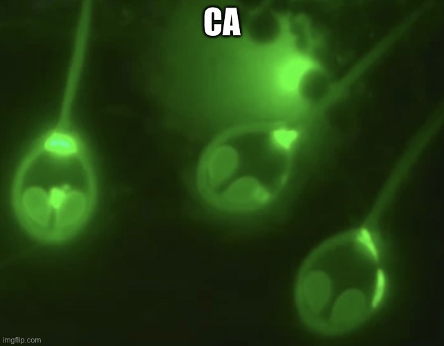 Critter Does Not Breath Oxygen | CA | image tagged in critter does not breath oxygen,brests | made w/ Imgflip meme maker