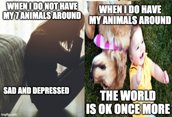 This is how everyone should feel | WHEN I DO NOT HAVE MY 7 ANIMALS AROUND; WHEN I DO HAVE MY ANIMALS AROUND; SAD AND DEPRESSED; THE WORLD IS OK ONCE MORE | image tagged in memes | made w/ Imgflip meme maker