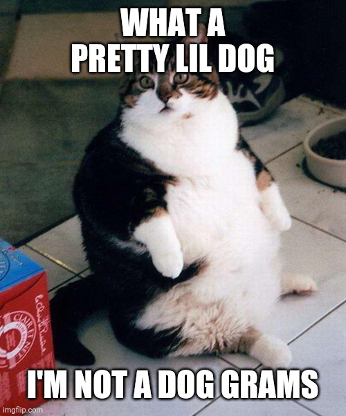 fat cat | WHAT A PRETTY LIL DOG; I'M NOT A DOG GRAMS | image tagged in fat cat | made w/ Imgflip meme maker