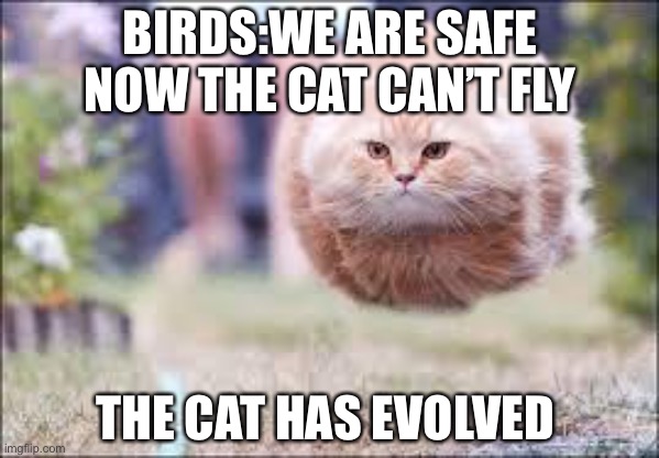flying cat ball | BIRDS:WE ARE SAFE NOW THE CAT CAN’T FLY; THE CAT HAS EVOLVED | image tagged in flying cat ball | made w/ Imgflip meme maker