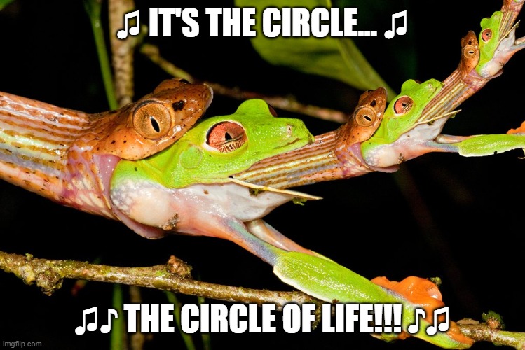 ♫ IT'S THE CIRCLE... ♫; ♫♪ THE CIRCLE OF LIFE!!! ♪♫ | image tagged in frogs,disney | made w/ Imgflip meme maker