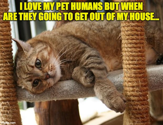 First World Cat Problems | I LOVE MY PET HUMANS BUT WHEN ARE THEY GOING TO GET OUT OF MY HOUSE... | image tagged in first world cat problems | made w/ Imgflip meme maker