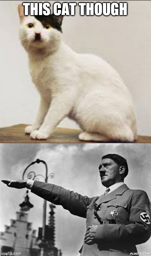 THIS CAT THOUGH | image tagged in hitler salute | made w/ Imgflip meme maker