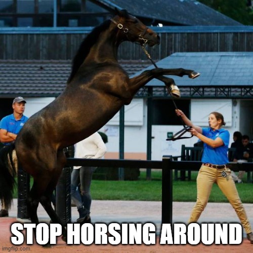 STOP HORSING AROUND | made w/ Imgflip meme maker