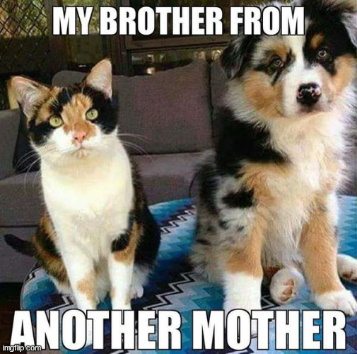 My brother from another Mother. | image tagged in my brother from another mother | made w/ Imgflip meme maker