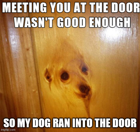 SO MY DOG RAN INTO THE DOOR | image tagged in dogs | made w/ Imgflip meme maker