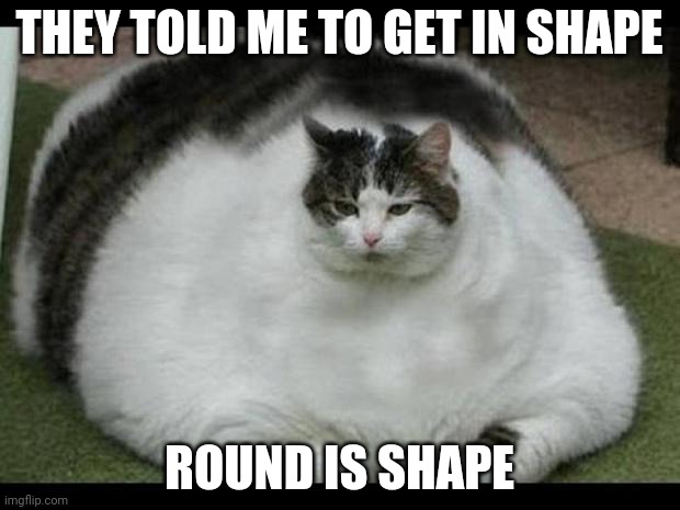 Round is shape | THEY TOLD ME TO GET IN SHAPE; ROUND IS SHAPE | image tagged in fat cat 2 | made w/ Imgflip meme maker