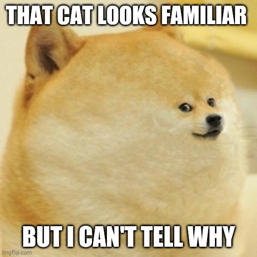 fat doge wow | THAT CAT LOOKS FAMILIAR BUT I CAN'T TELL WHY | image tagged in fat doge wow | made w/ Imgflip meme maker