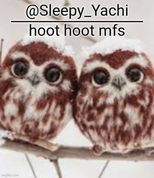 High Quality Yachi's owl temp Blank Meme Template