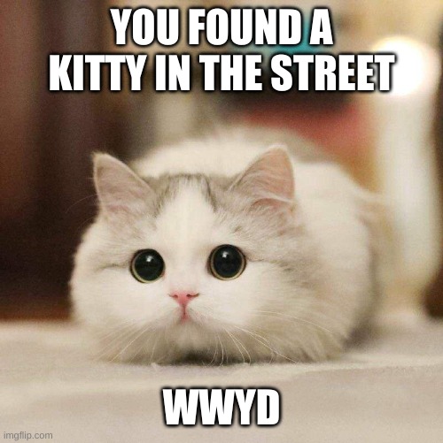 YOU FOUND A KITTY IN THE STREET; WWYD | image tagged in memes,funny,gifs,pie charts | made w/ Imgflip meme maker