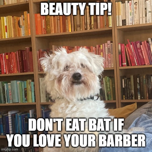 Teddy Mongrelism corona | BEAUTY TIP! DON'T EAT BAT IF YOU LOVE YOUR BARBER | image tagged in teddy mongrel,doge,coronavirus meme,covid-19,corona,beauty | made w/ Imgflip meme maker