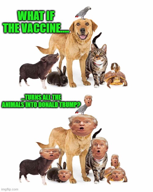 What if..... | WHAT IF THE VACCINE.... ...TURNS ALL THE ANIMALS INTO DONALD TRUMP? | image tagged in donald trump,pets,vaccine | made w/ Imgflip meme maker