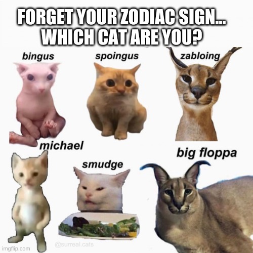 Cat Zodiacs | FORGET YOUR ZODIAC SIGN...
WHICH CAT ARE YOU? | image tagged in memes,funny,cats | made w/ Imgflip meme maker