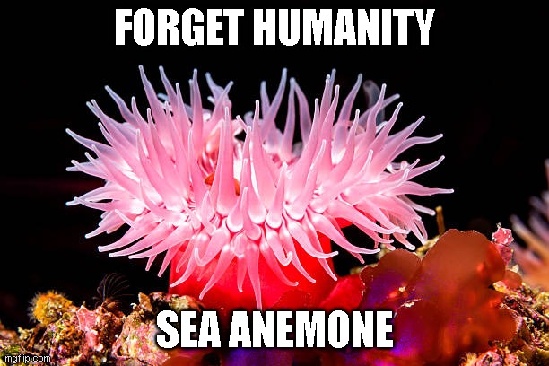 Forget Humanity, Sea Anemone (original meme: made by me) |  FORGET HUMANITY; SEA ANEMONE | image tagged in forget humanity sea anenome,memes,return to monke | made w/ Imgflip meme maker
