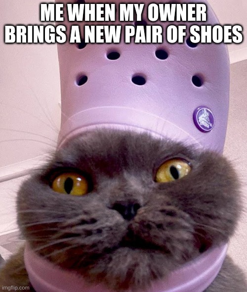 new crocs | ME WHEN MY OWNER BRINGS A NEW PAIR OF SHOES | image tagged in cat,shoes | made w/ Imgflip meme maker