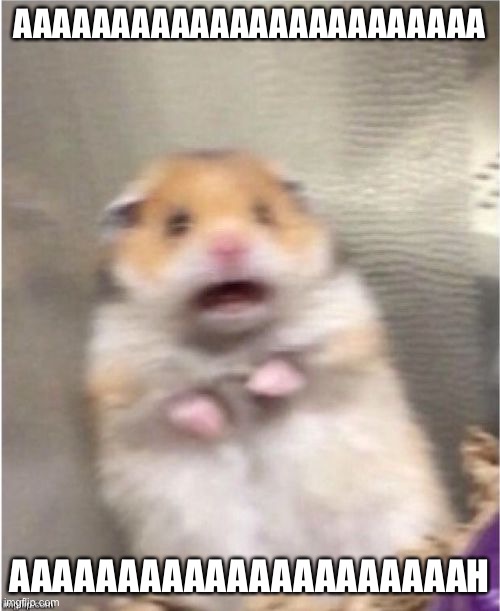 Scared Hamster | AAAAAAAAAAAAAAAAAAAAAAAA AAAAAAAAAAAAAAAAAAAAAH | image tagged in scared hamster | made w/ Imgflip meme maker