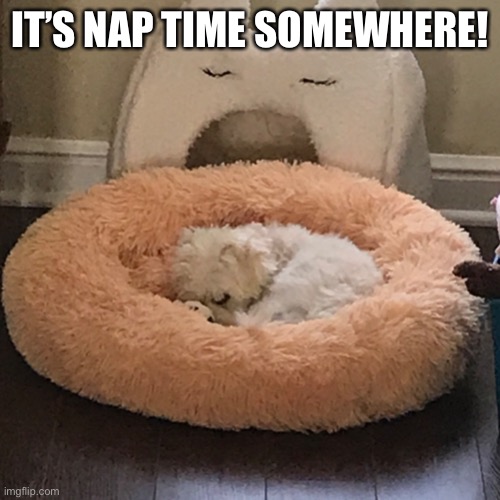 Willow2Willow - Nap time | IT’S NAP TIME SOMEWHERE! | image tagged in nap time,nap time somewhere | made w/ Imgflip meme maker