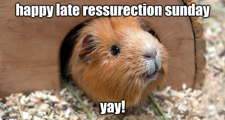 sorry i'm late! |  happy late ressurection sunday; yay! | image tagged in resurrection sunday,guinea pig | made w/ Imgflip meme maker