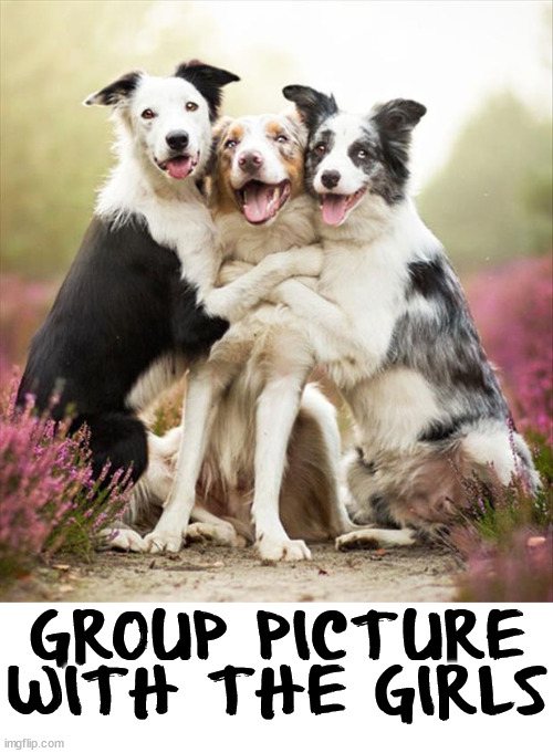 GROUP PICTURE WITH THE GIRLS | image tagged in dogs | made w/ Imgflip meme maker