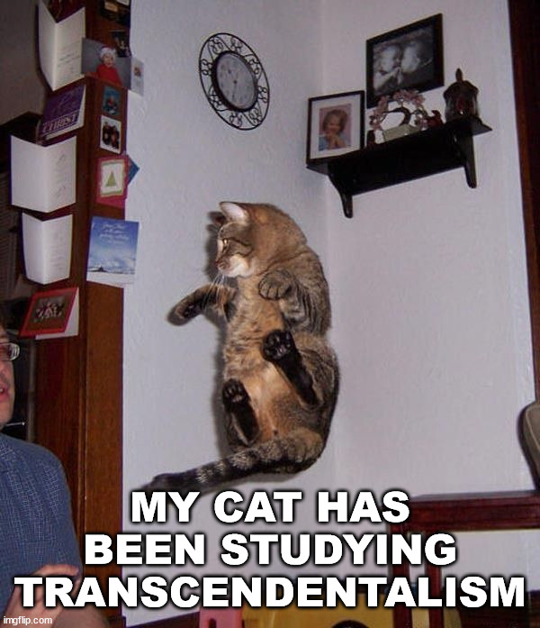 MY CAT HAS BEEN STUDYING TRANSCENDENTALISM | image tagged in cats | made w/ Imgflip meme maker