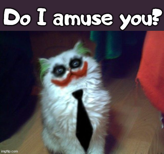 Do I amuse you? | image tagged in cats | made w/ Imgflip meme maker