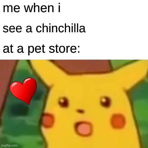 Surprised Pikachu | me when i; see a chinchilla; at a pet store: | image tagged in memes,surprised pikachu | made w/ Imgflip meme maker