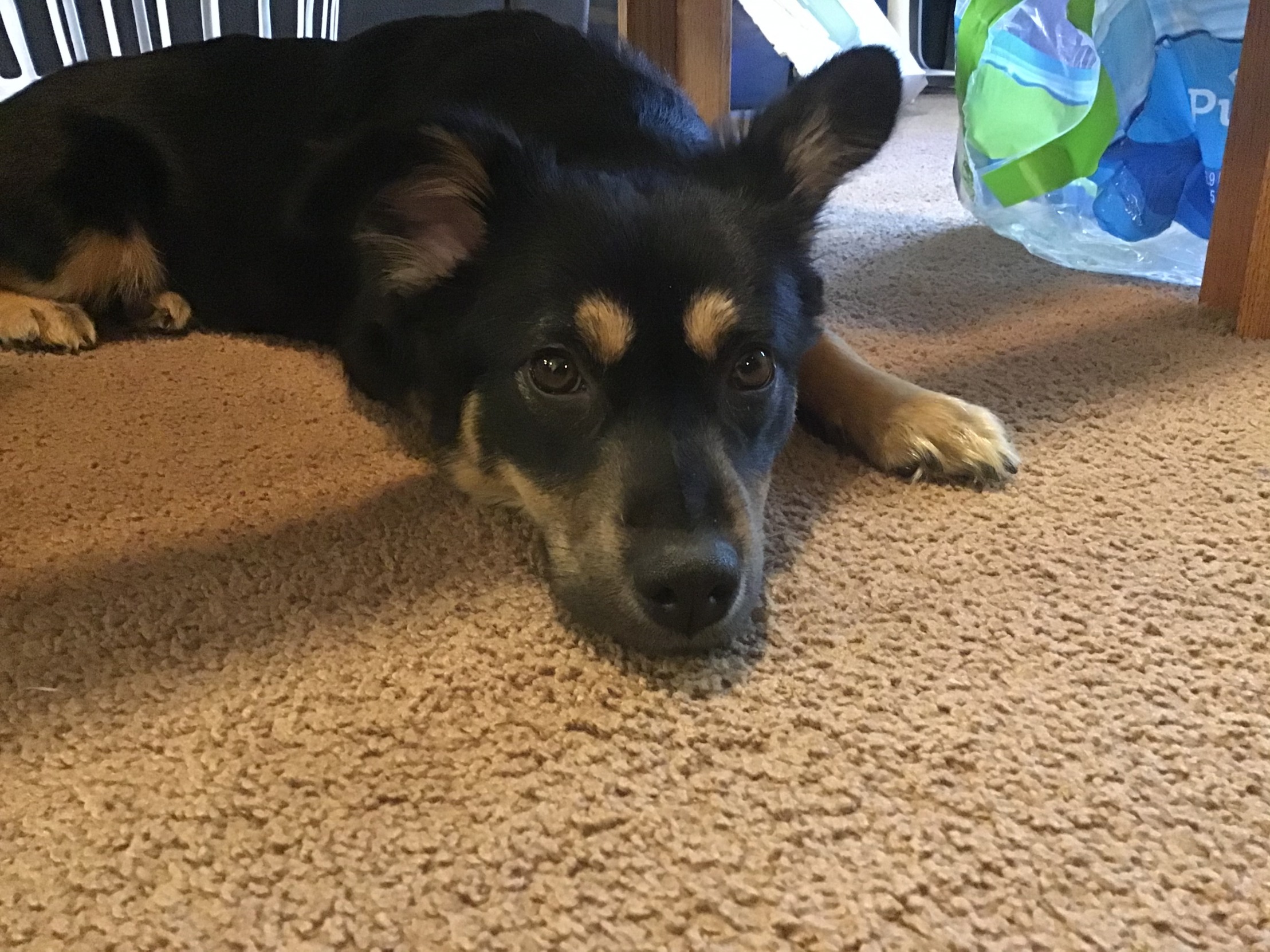 D O G Blank Meme Template