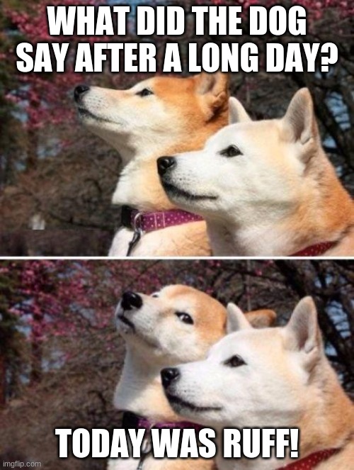 Bad joke shiba | WHAT DID THE DOG SAY AFTER A LONG DAY? TODAY WAS RUFF! | image tagged in bad joke shiba | made w/ Imgflip meme maker