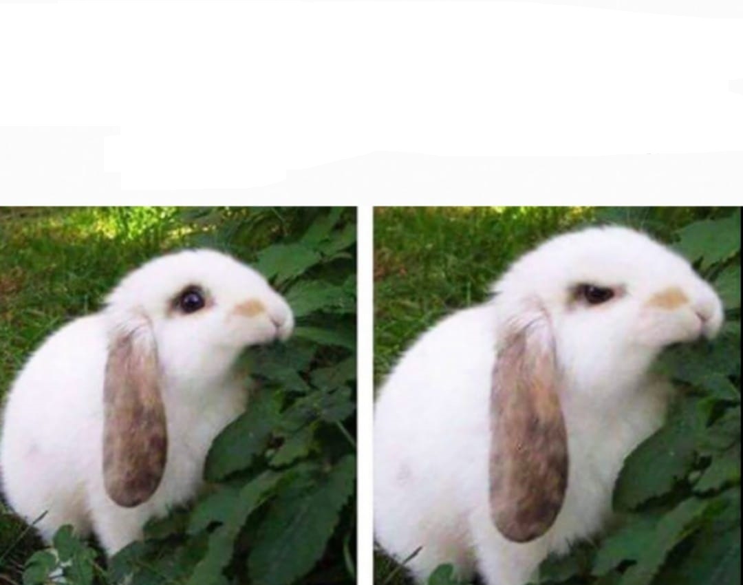 High Quality mild bunny angry bunny Blank Meme Template