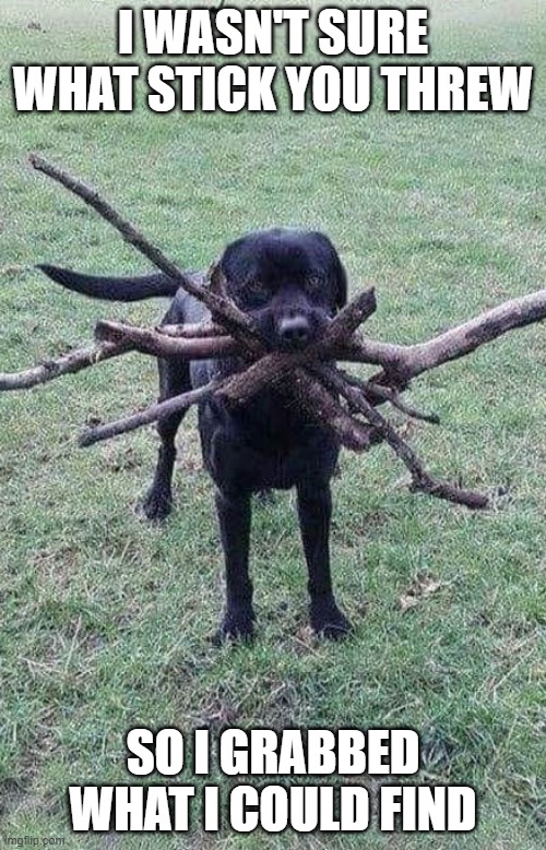 sticks | I WASN'T SURE WHAT STICK YOU THREW; SO I GRABBED WHAT I COULD FIND | image tagged in funny animals | made w/ Imgflip meme maker