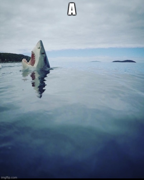 Screaming shark | A | image tagged in screaming shark | made w/ Imgflip meme maker