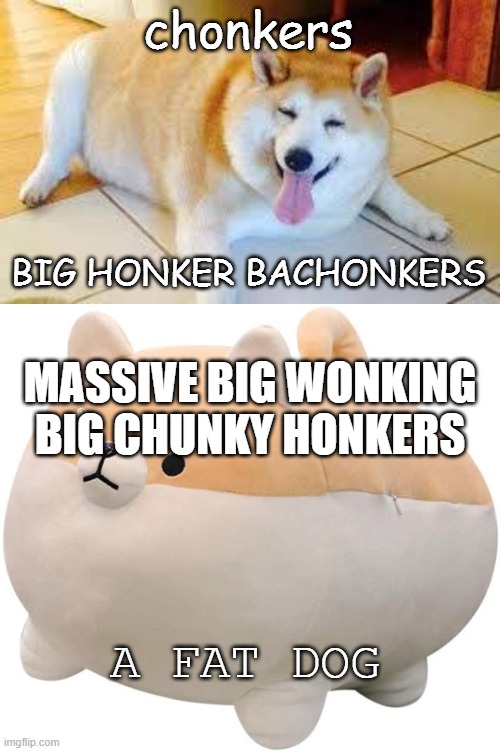 big old honny wonchoners | chonkers; BIG HONKER BACHONKERS; MASSIVE BIG WONKING BIG CHUNKY HONKERS; A FAT DOG | image tagged in thicc doggo | made w/ Imgflip meme maker