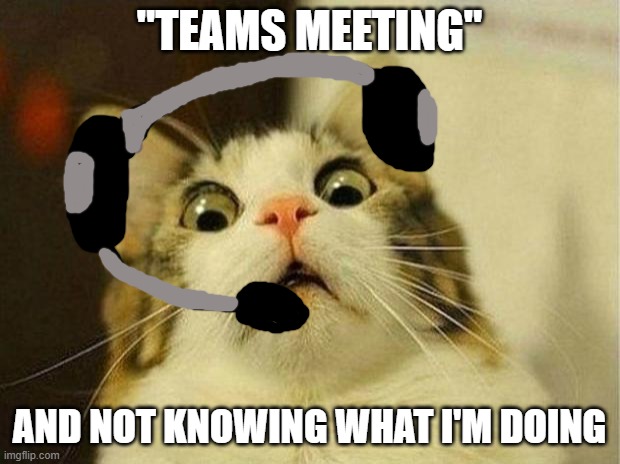 TEAMS MEETING | "TEAMS MEETING"; AND NOT KNOWING WHAT I'M DOING | image tagged in memes,scared cat | made w/ Imgflip meme maker