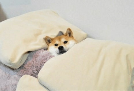 High Quality Dog in sheets Blank Meme Template