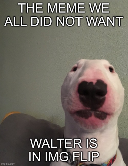 Walter | THE MEME WE ALL DID NOT WANT; WALTER IS IN IMG FLIP | image tagged in walter | made w/ Imgflip meme maker