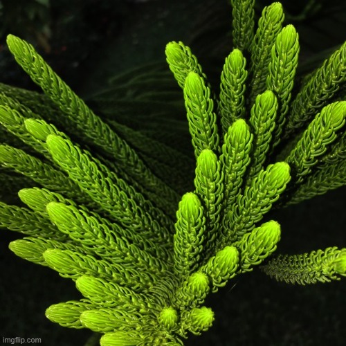 rare plant. | made w/ Imgflip meme maker